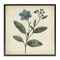 Stupell Industries Vintage Blue Blossoms Wildflower Framed Giclee, design by Petal Prints Design